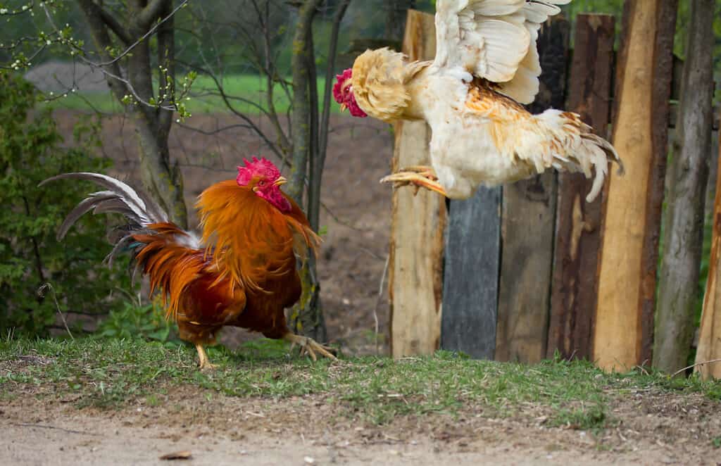 chickens fighting can cause broken beaks