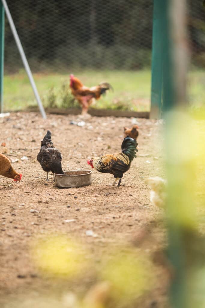 free range chickens on a farm