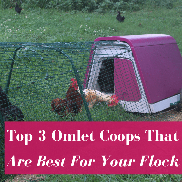 Which Omlet Coop is Best For Your Flock?