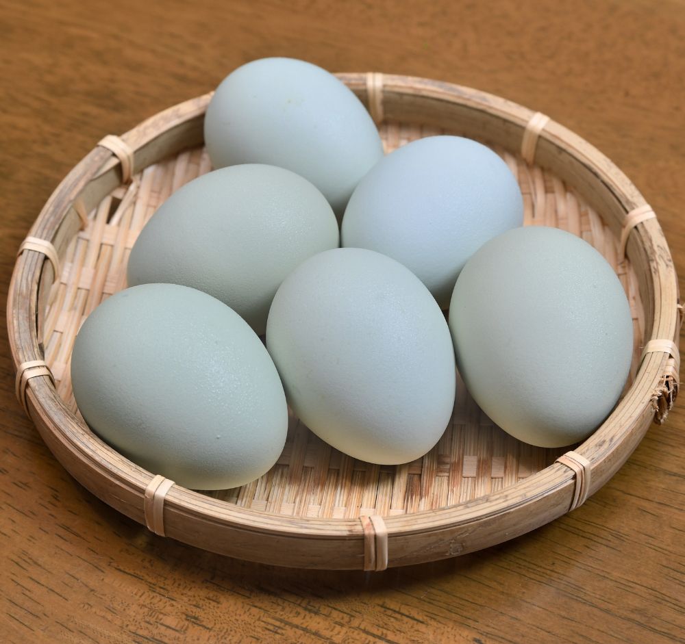 Small basket of Araucana Blue Eggs