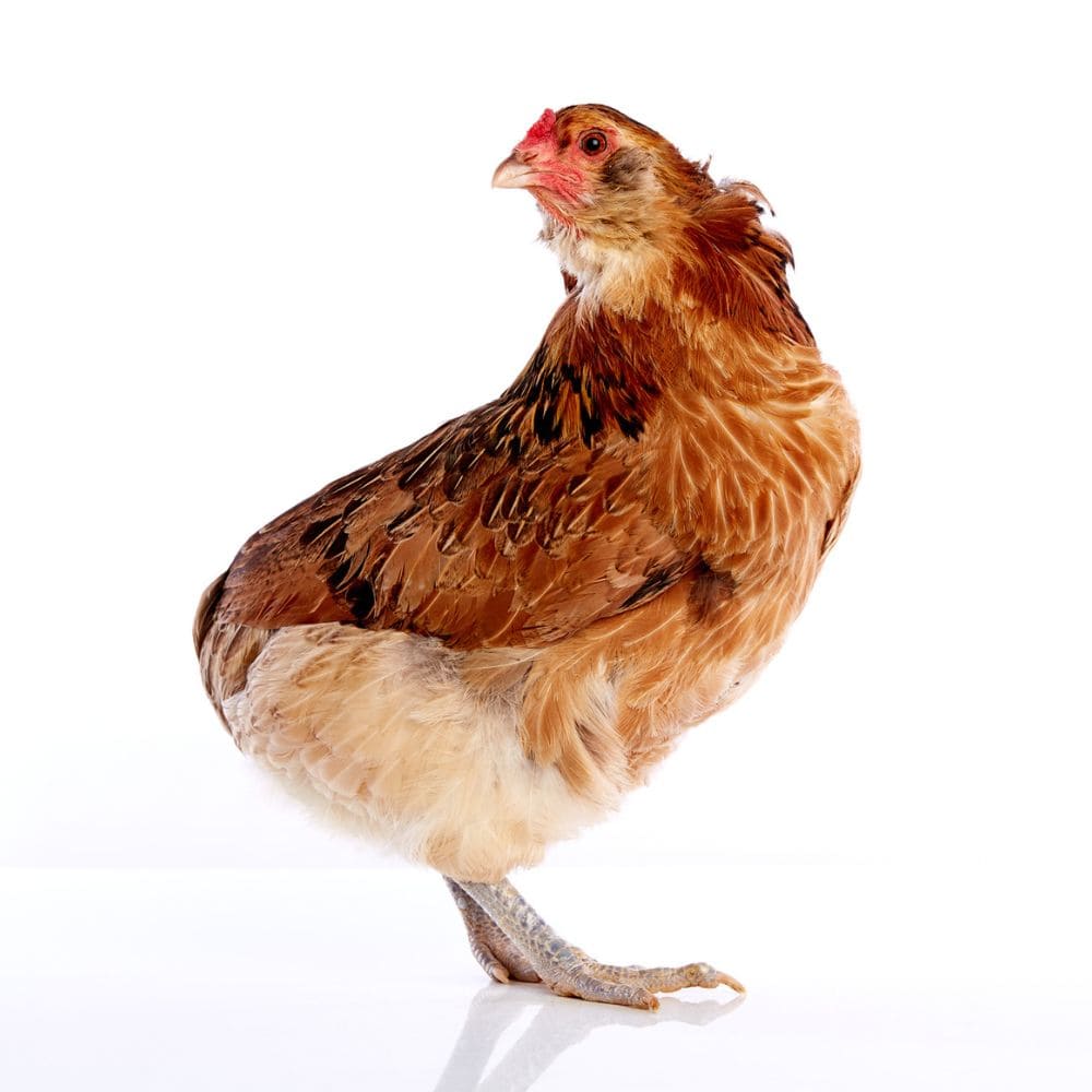 Araucana Chicken posed very nicely on all white background