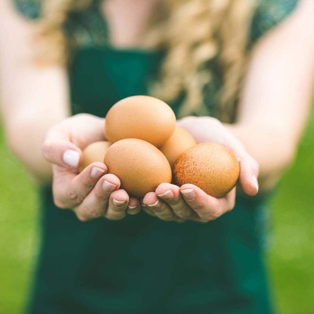 Brown Eggs in Hands