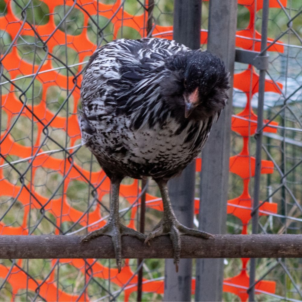 Easter Egger chicken with fenced area in background
