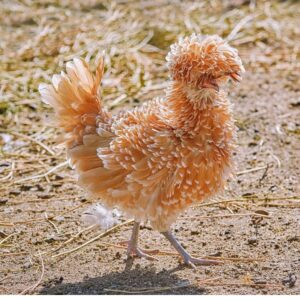 Bantam Chickens: Owner’s Guide