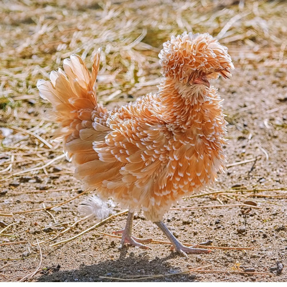 Frizzle Bantam Chicken standing in a cute pose and standing on earthy spot