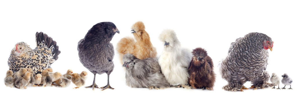 Group of Bantam Chickens and Bantam chicks with all white background