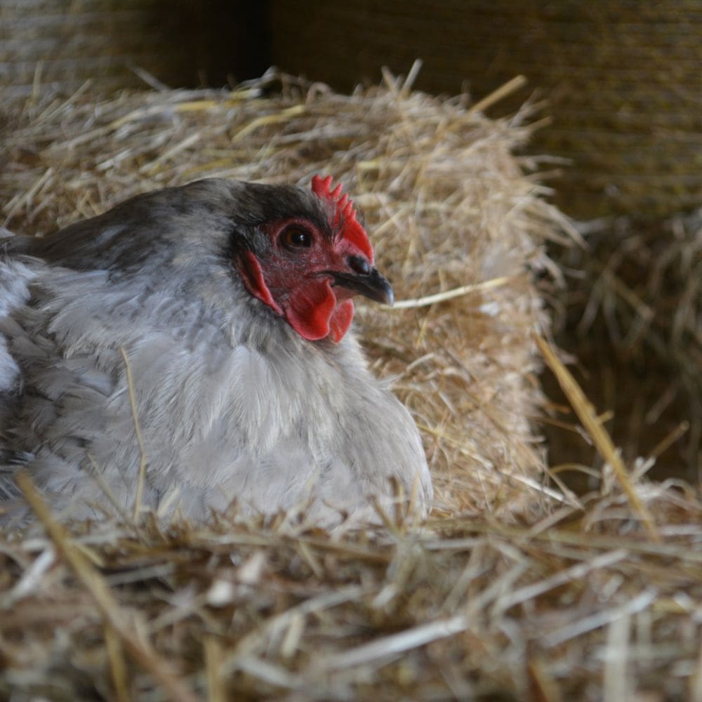 Up close photo of Lavender Orpington hen nestled in hay