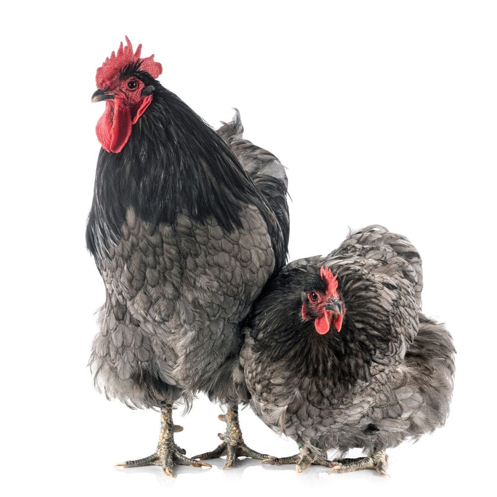 Lavender Orpington rooster and hen next to each other on all white background