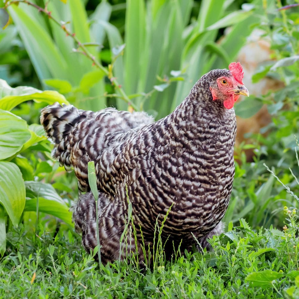 Plymouth Rock Chicken