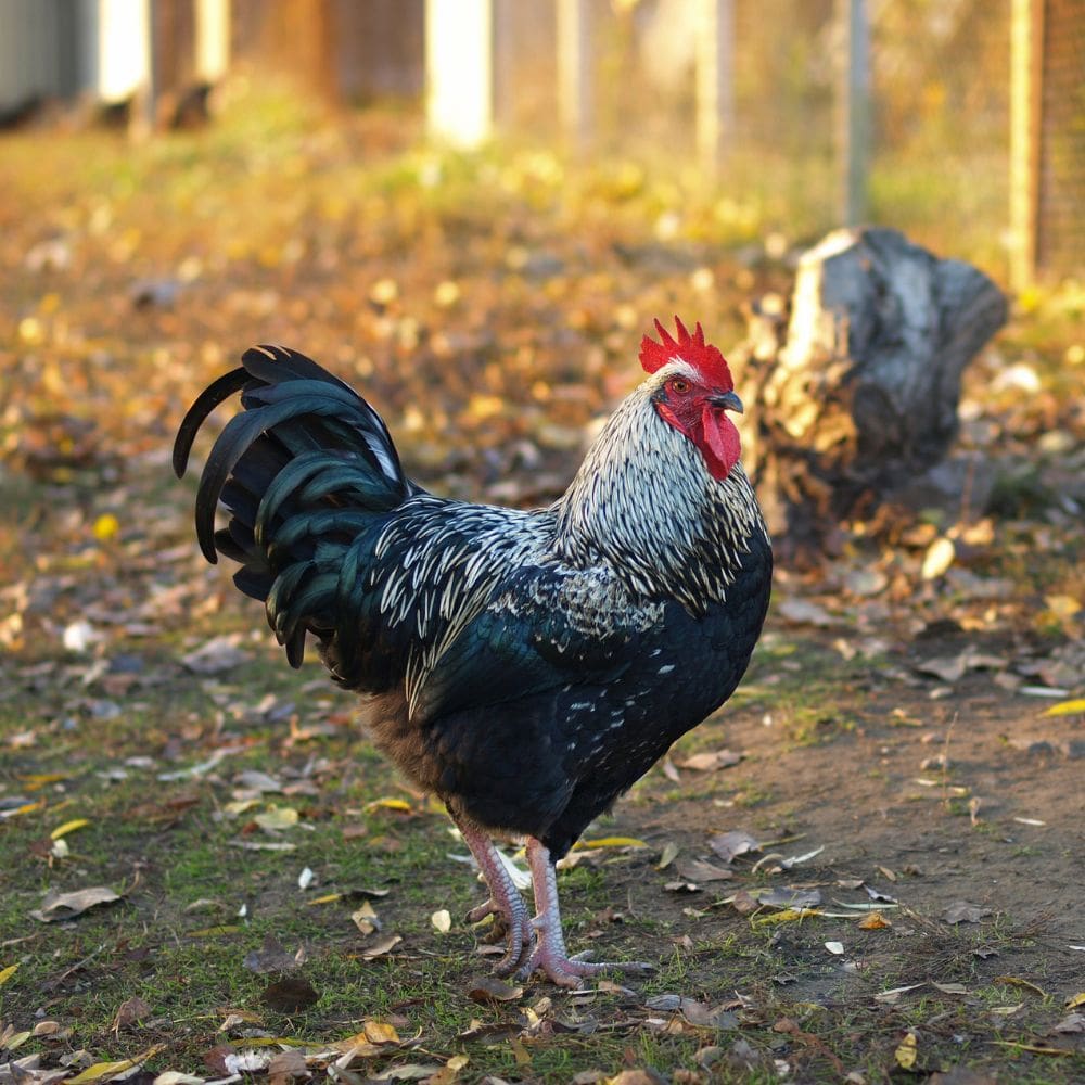 Plymouth Rock Rooster