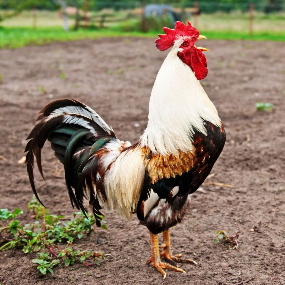 How roosters fertilize eggs - beautiful rooster crowing outdoors