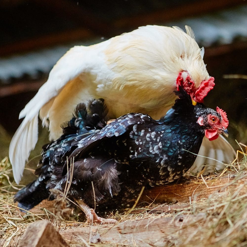 Rooster on hen during the fertilization process 