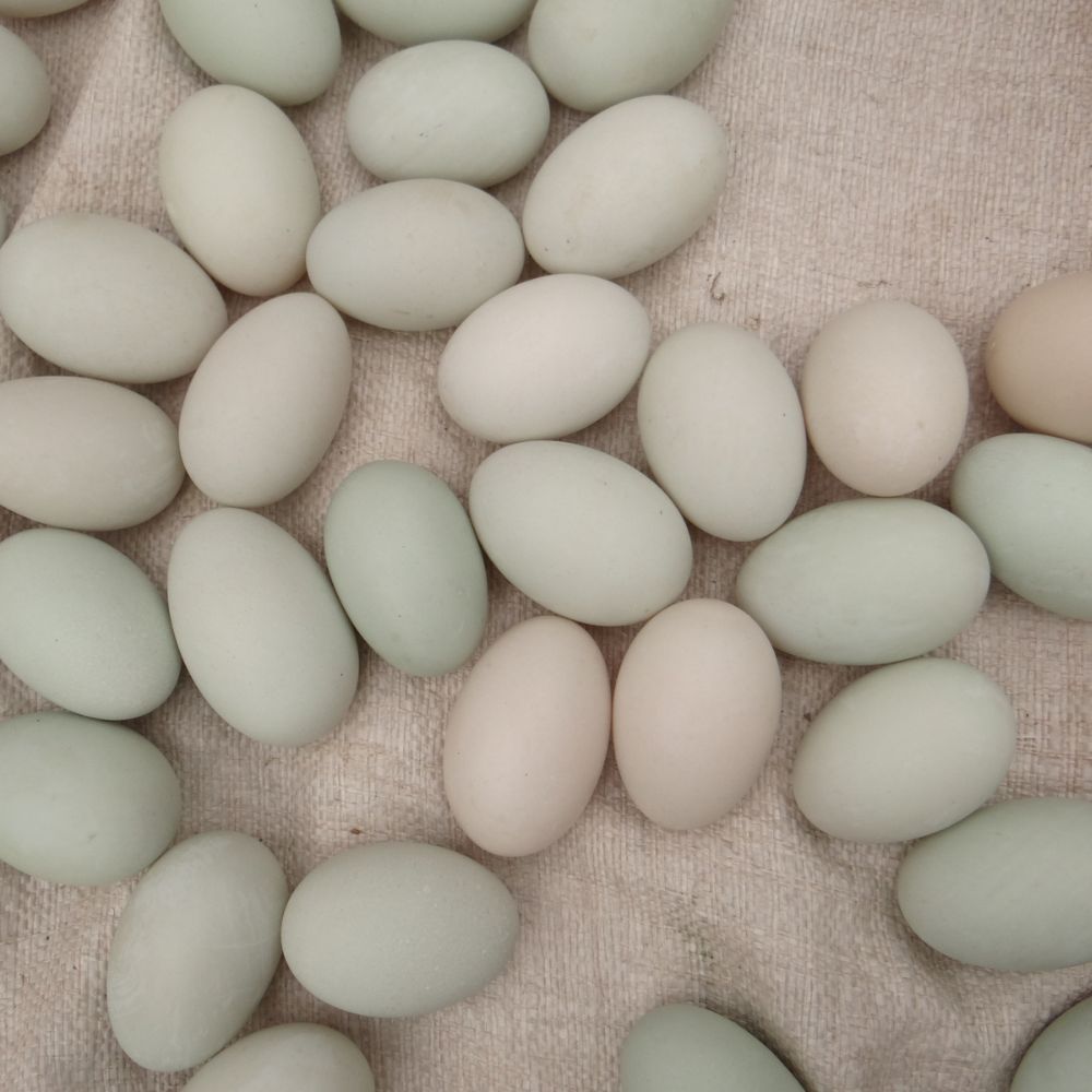 A bunch of Indian Runner Duck Eggs laying on burlap for display