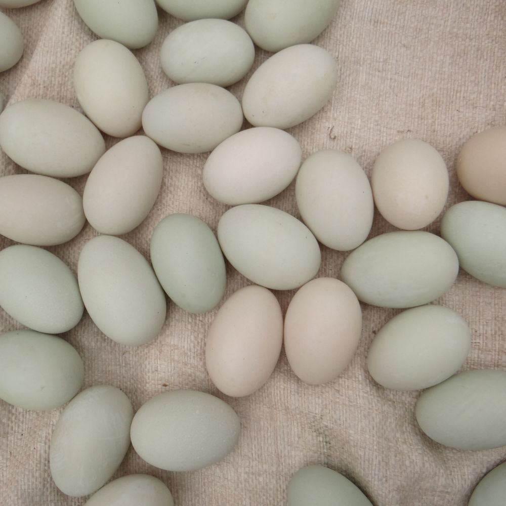 Indian Runner Duck Eggs