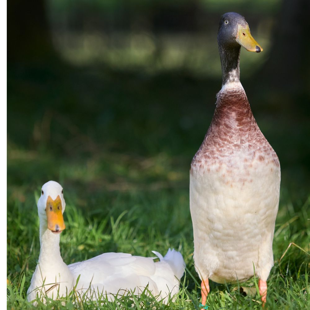 blue indian runner ducks