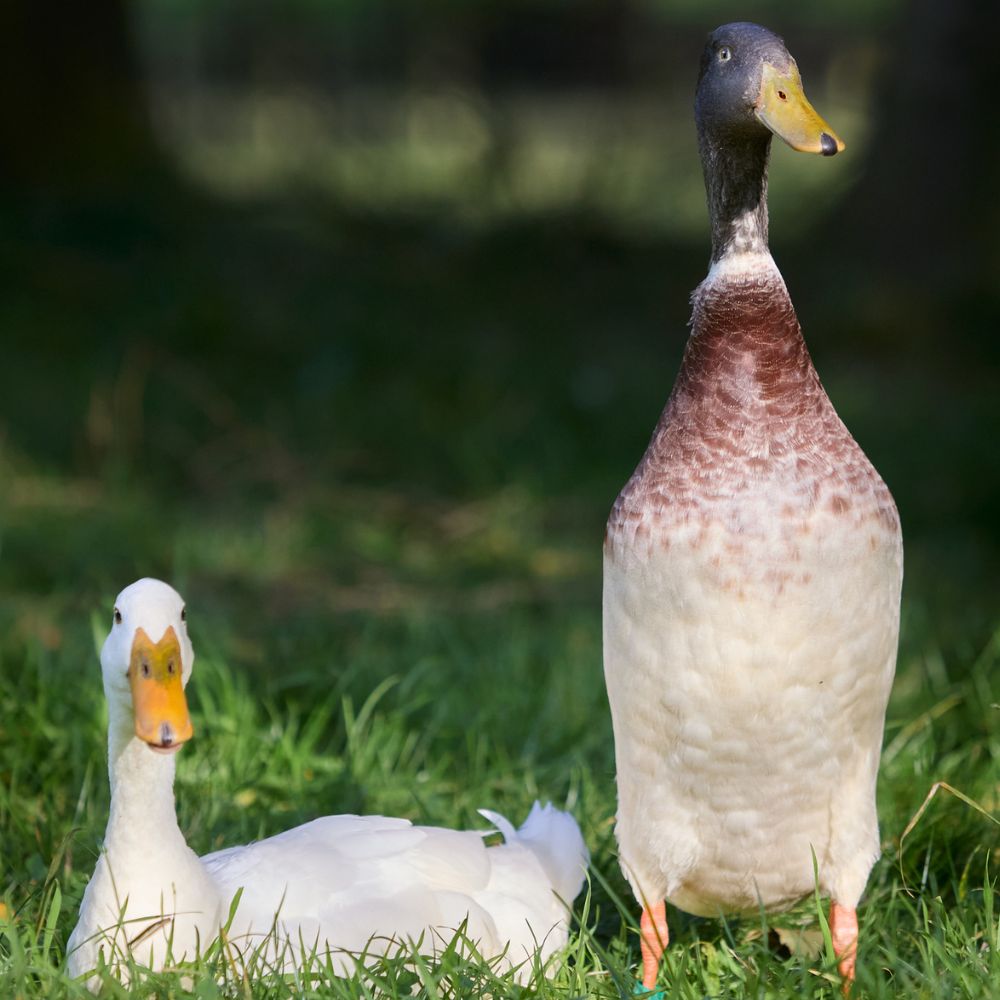 Runner Ducks