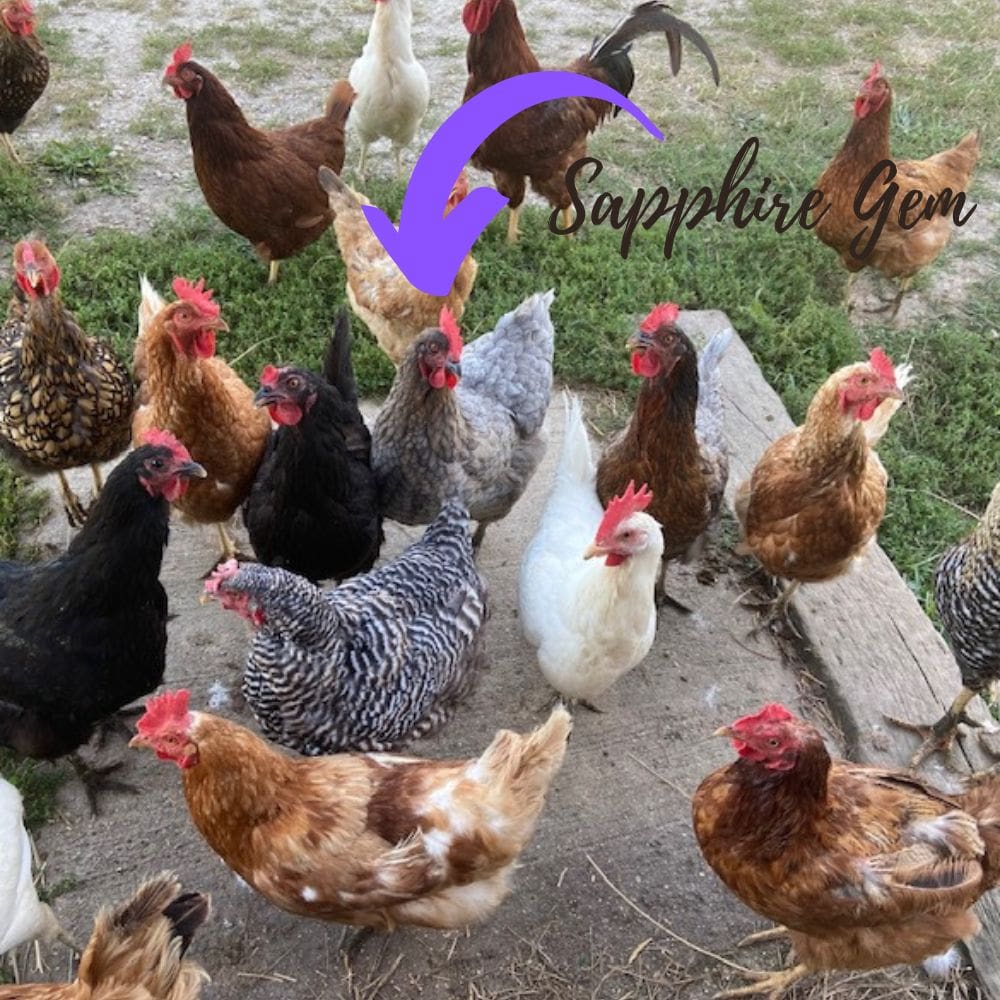Sapphire Gem Chicken standing out in a group of other chicken breeds