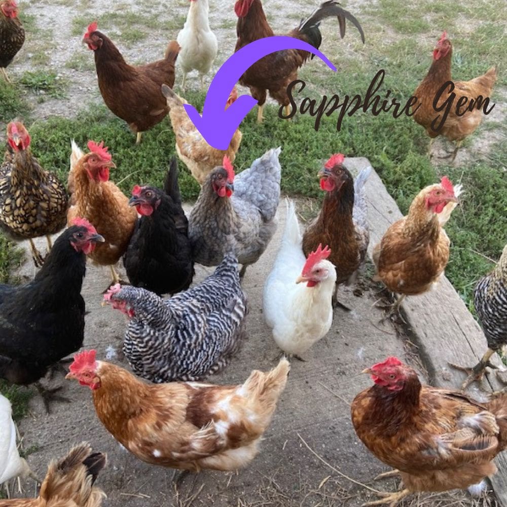 Sapphire Gem Chickens - Unique With a Purpose - Pampered Chicken Mama ...