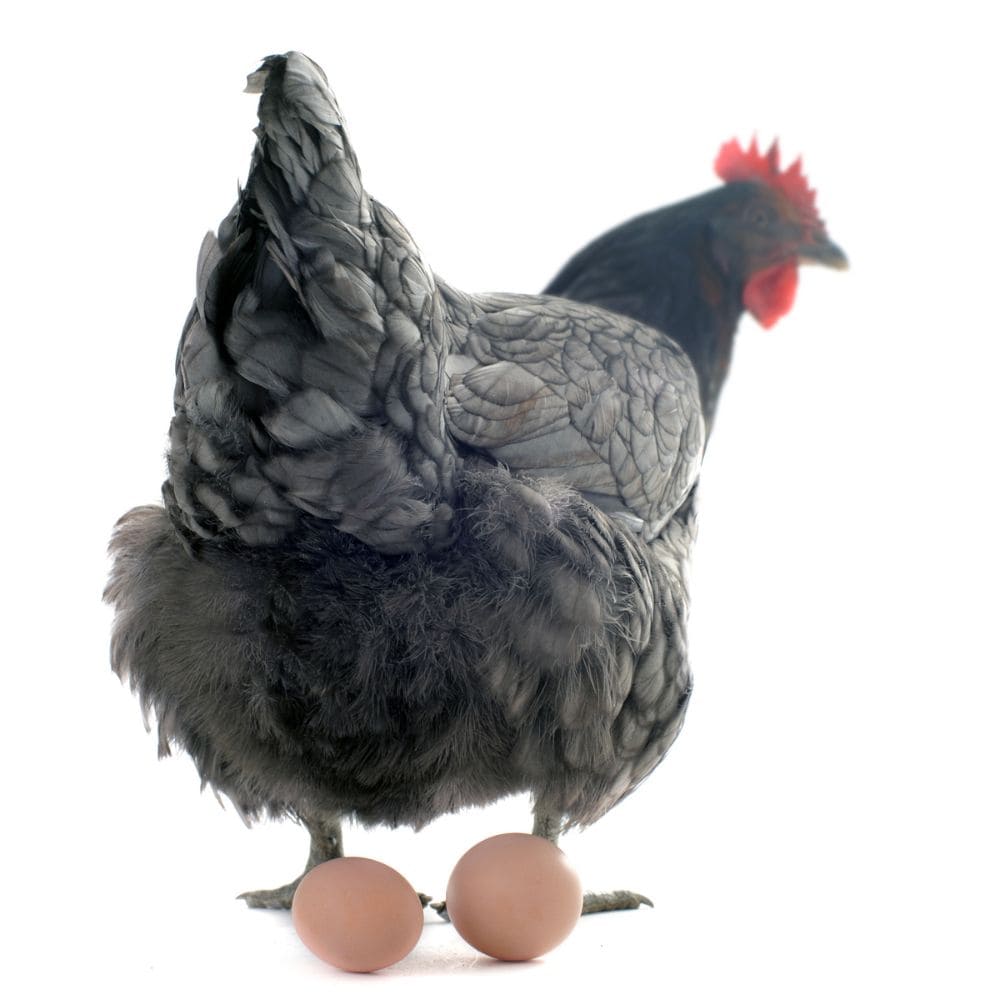 Sapphire Gem Chicken standing with her fluffy butt towards the camera, with eggs next to her all on a white background