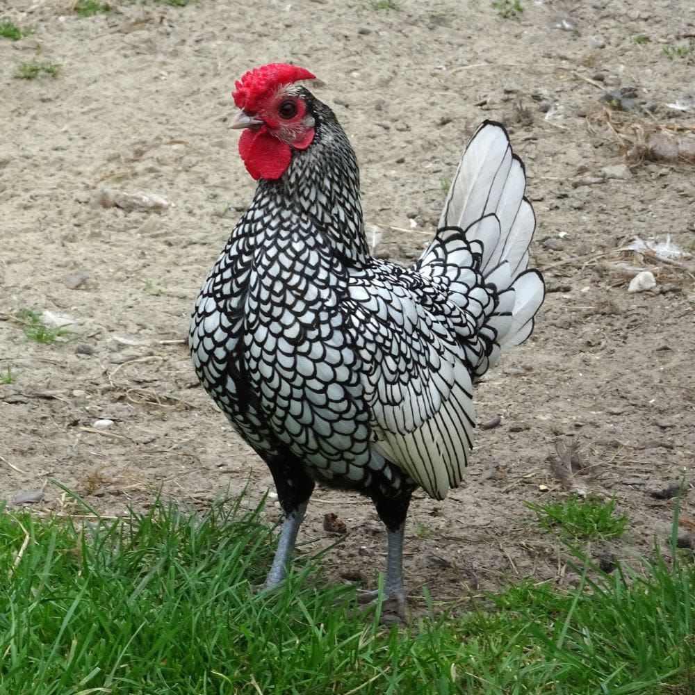 Sebright Bantam Chicken in chicken run