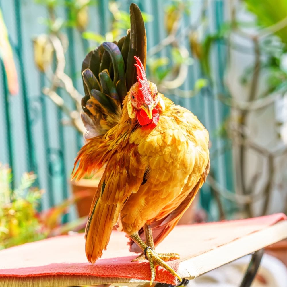 Serama Bantam rooster posing cutely with blue building in background