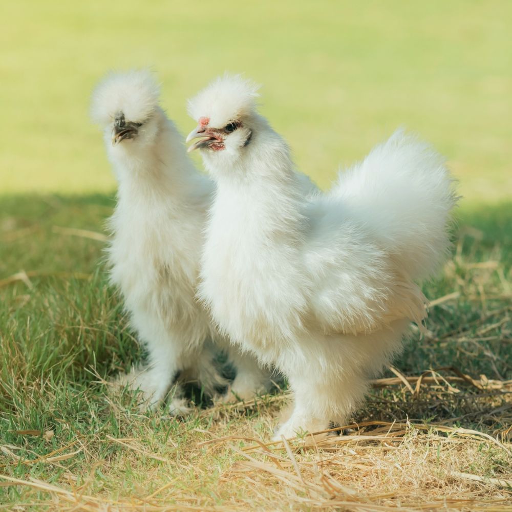 Two all white Bantam Silkie chickens standing next to each other on grass