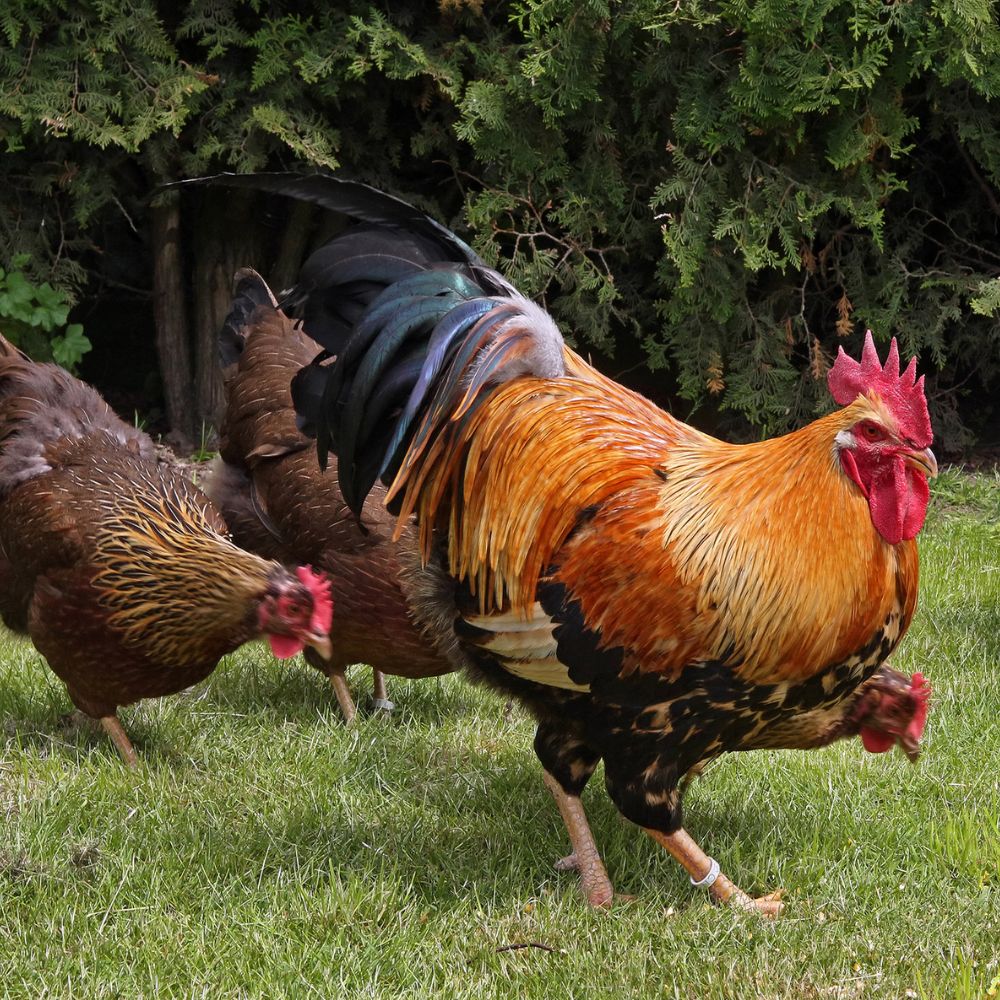 Welsummer Chickens with stuning Welsummer rooster in grass with pine trees behind them. 