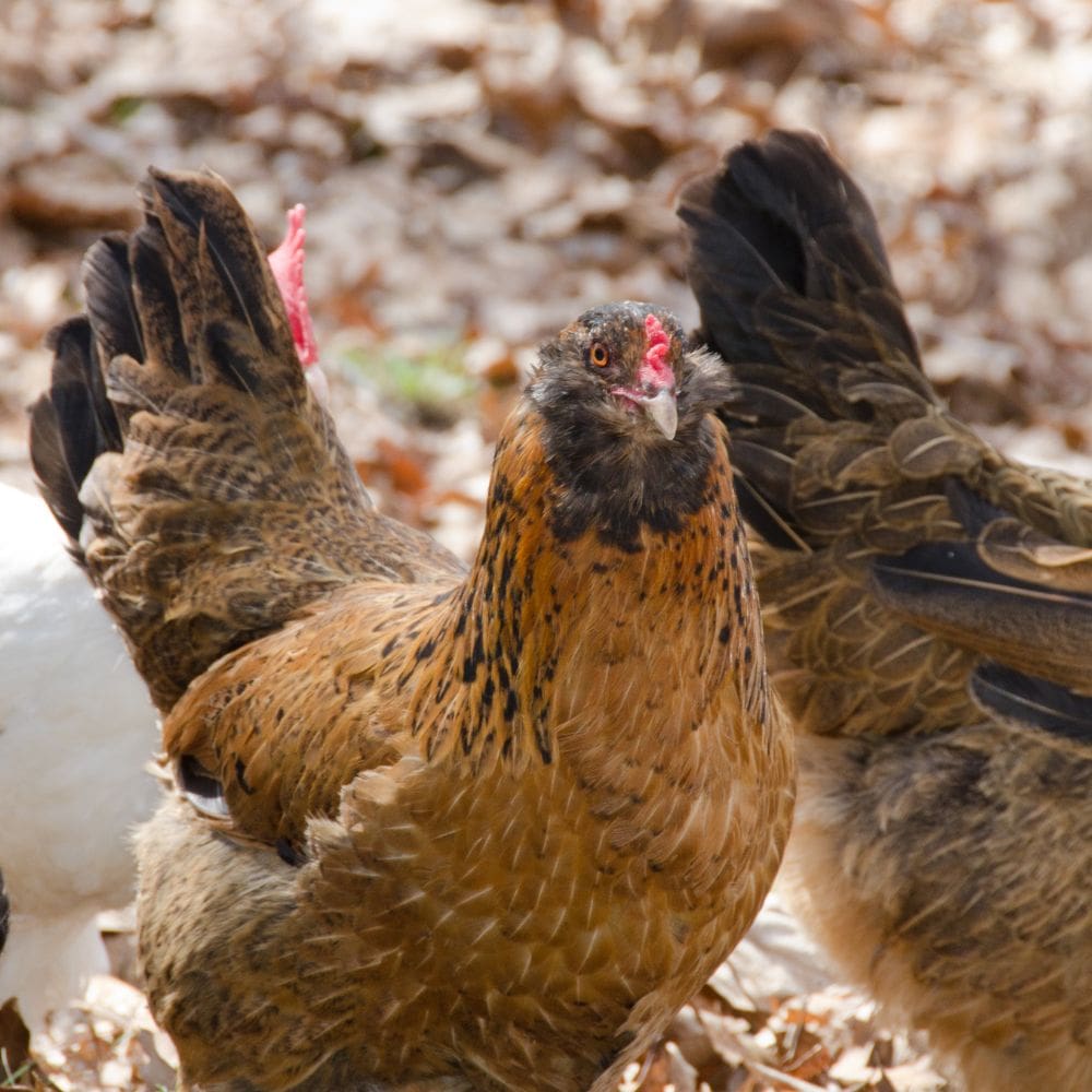 Americana Chickens   Ameraucana Chicken 