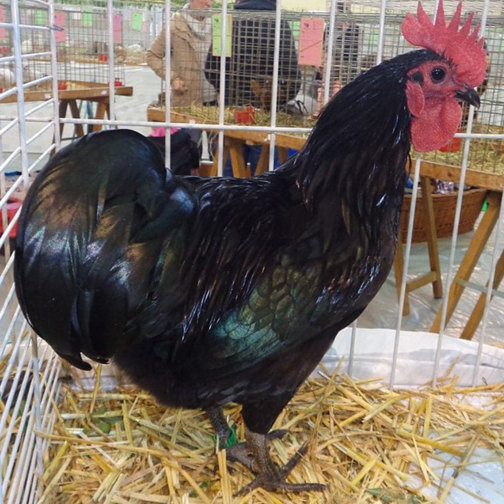 Australorp Rooster in a cage as a display at an event.