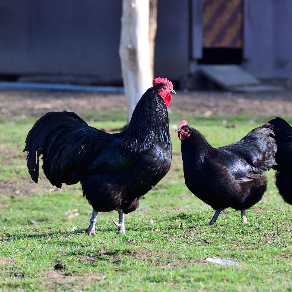 Australorp rooster and hen standing in grass together. You can see the shimmer in their plumage.