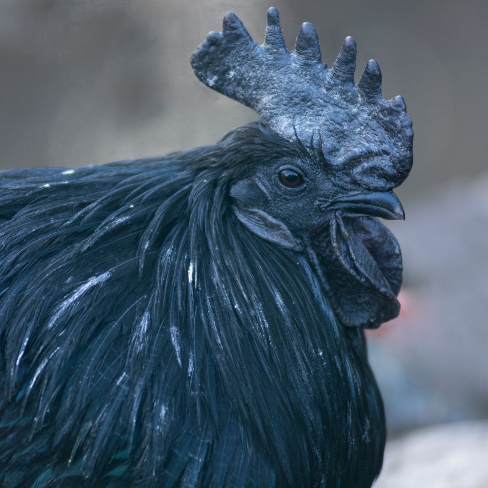 Ayam Cemani rooster face with blurred background