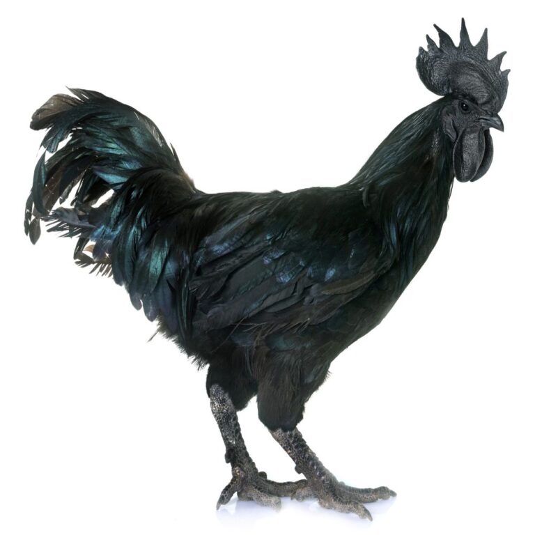Ayam Cemani Chickens – The ALL Black Lamborghini of Chicken Breeds