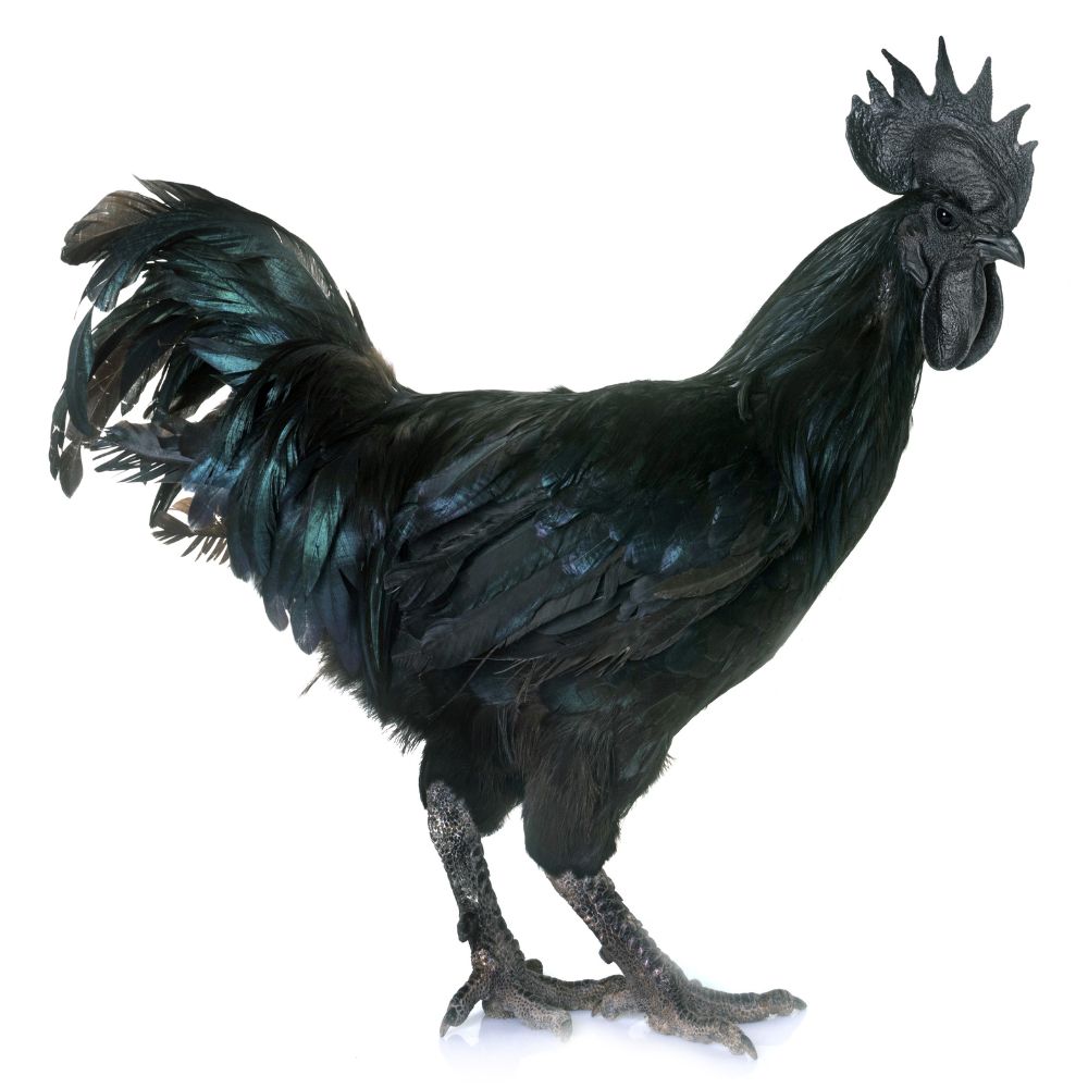 Ayam Cemani: all about the all-black chicken 