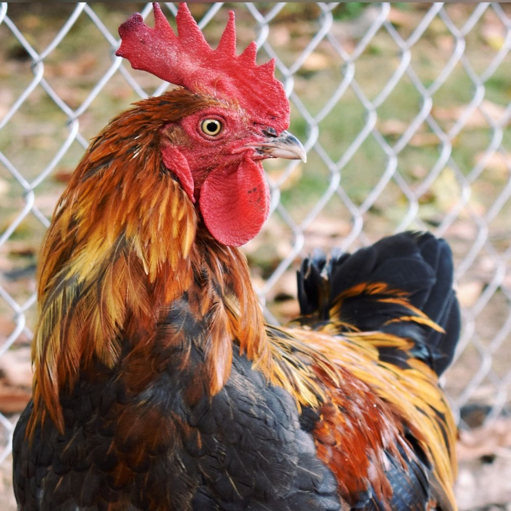 Black Copper Maran Rooster Close Up of Plumage and Eyes