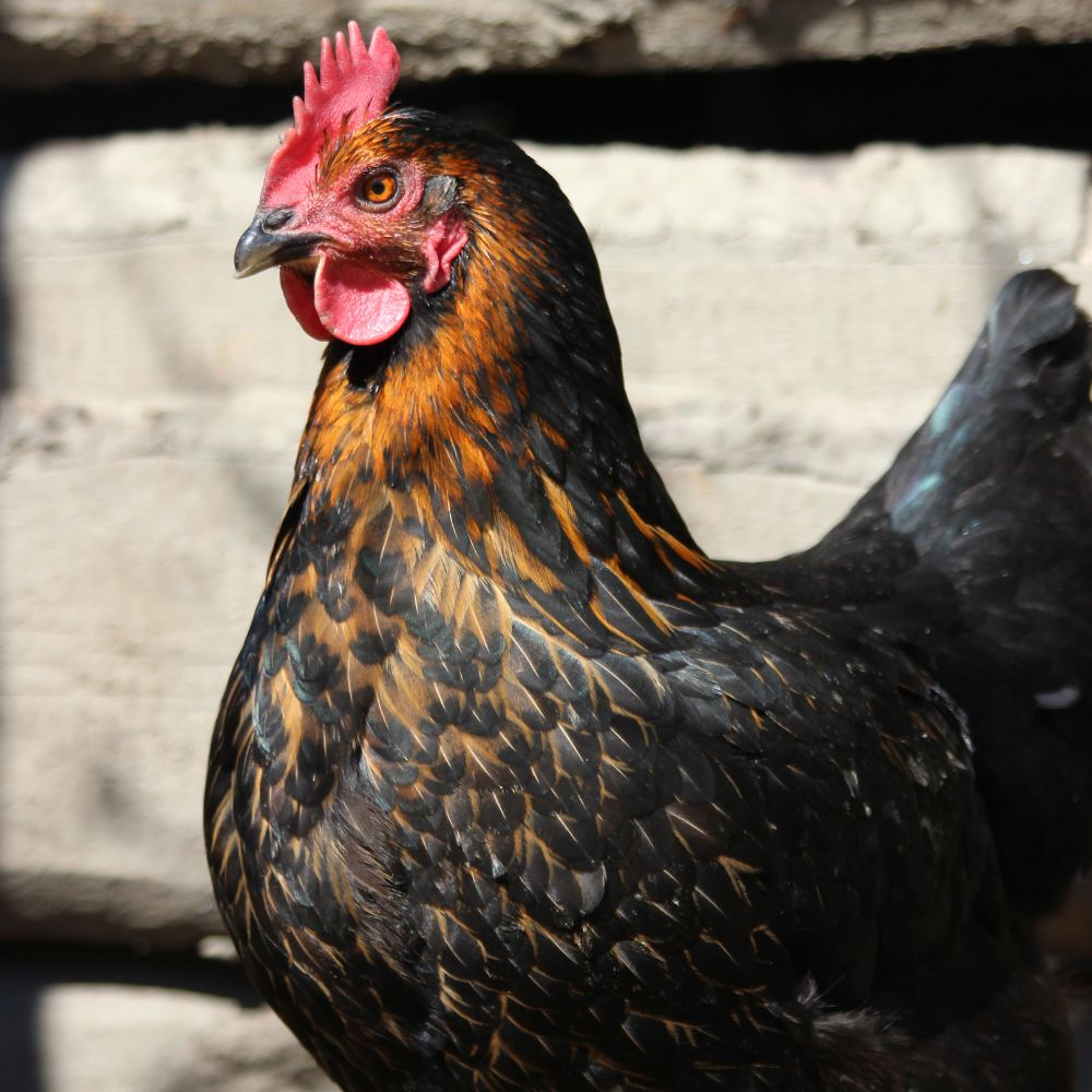 Balck Copper Maran Hen Close Up of Plumage and Eyes