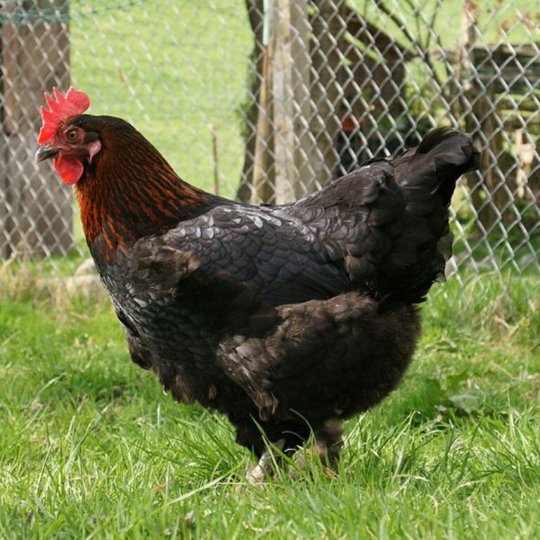 5 Chickens to Raise for Colored Eggs