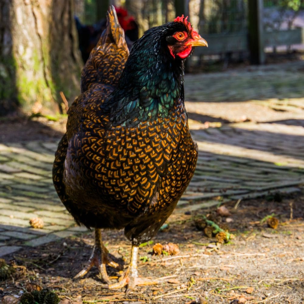 Barnevelder hen outside. Up close photo shows her beautiful plumage.