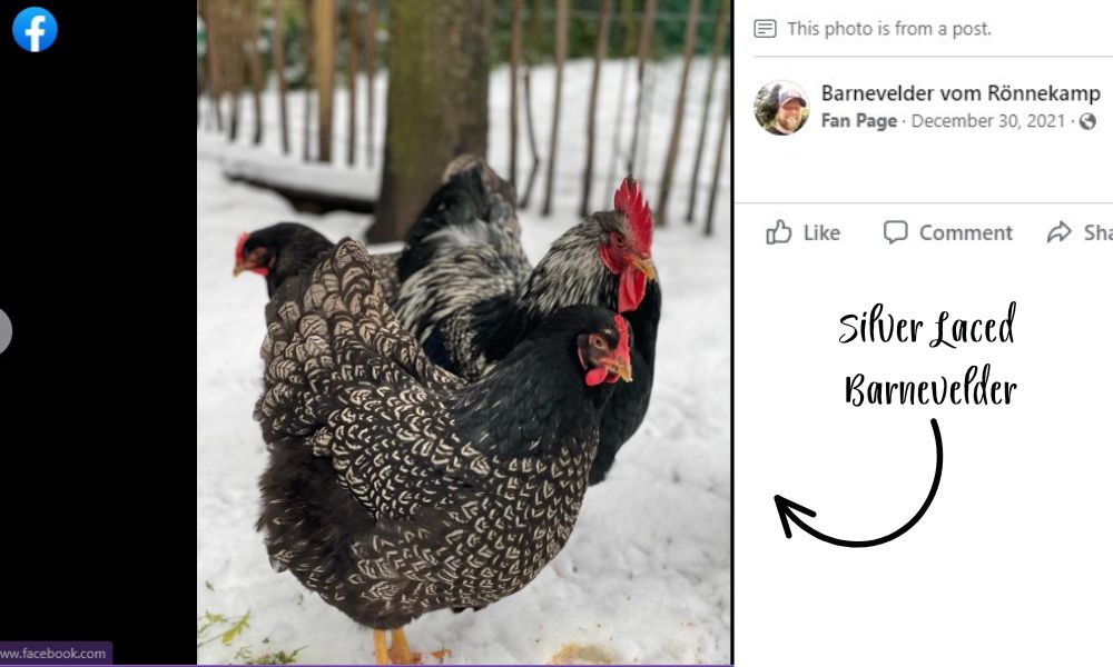 Facebook post showing Silver Laced Barnevelder Chickens standing in snow. A rooster next to a hen.