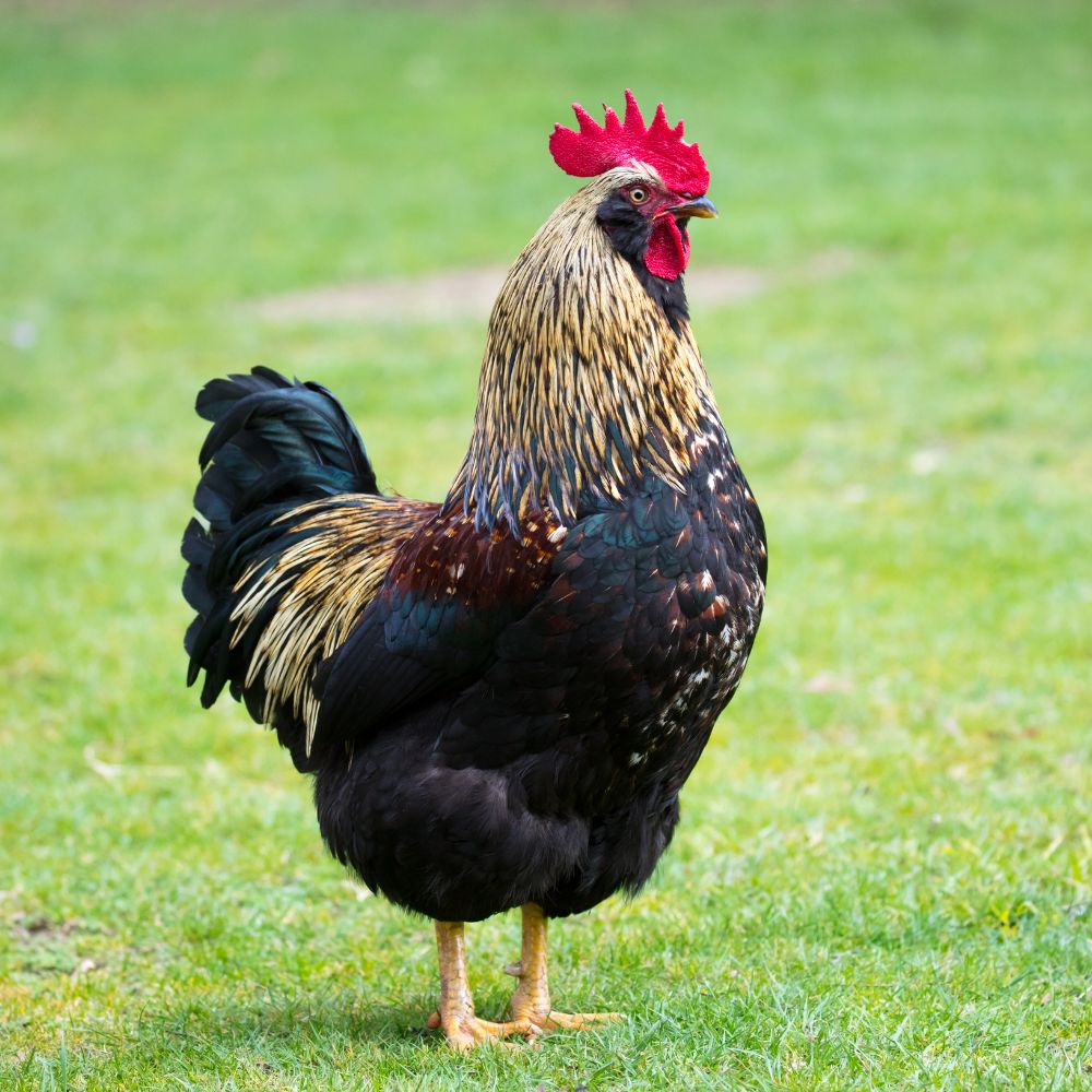 Stately Barnevelder Rooster standing in a green grassy field.