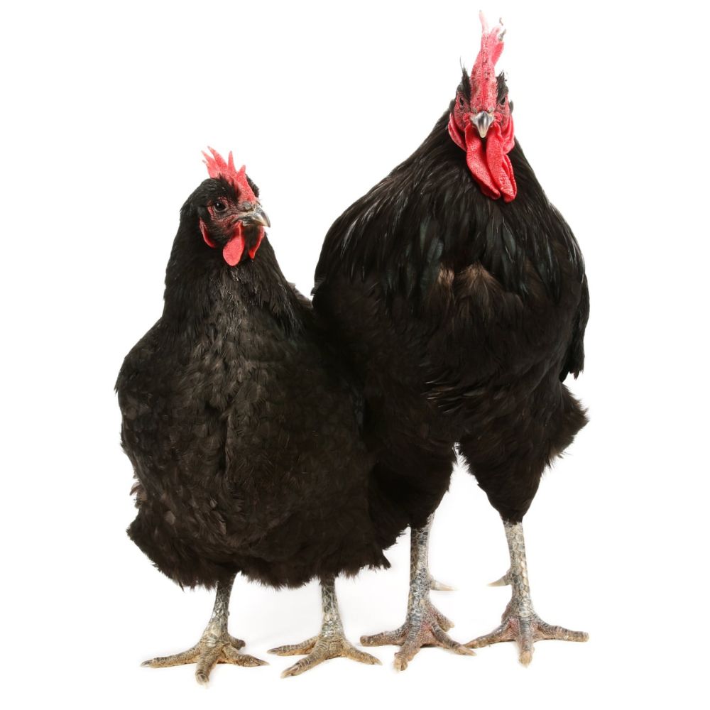Black Jersey Giant Rooster and Hen on white background