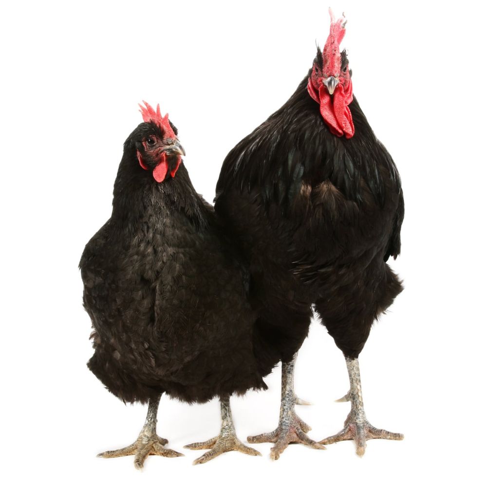 Black Chicken Breeds: Ultimate List