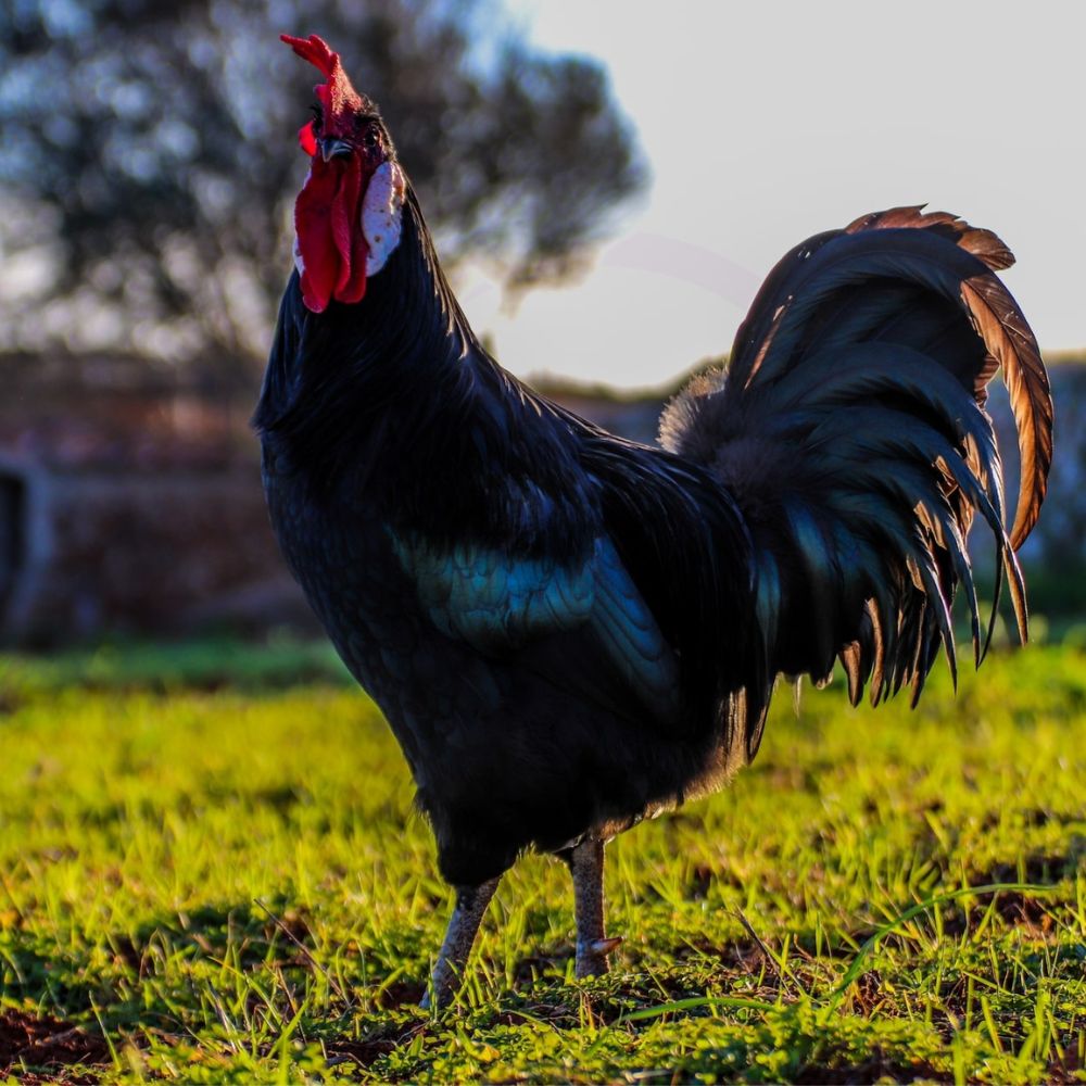 Minorca Rooster on grass background