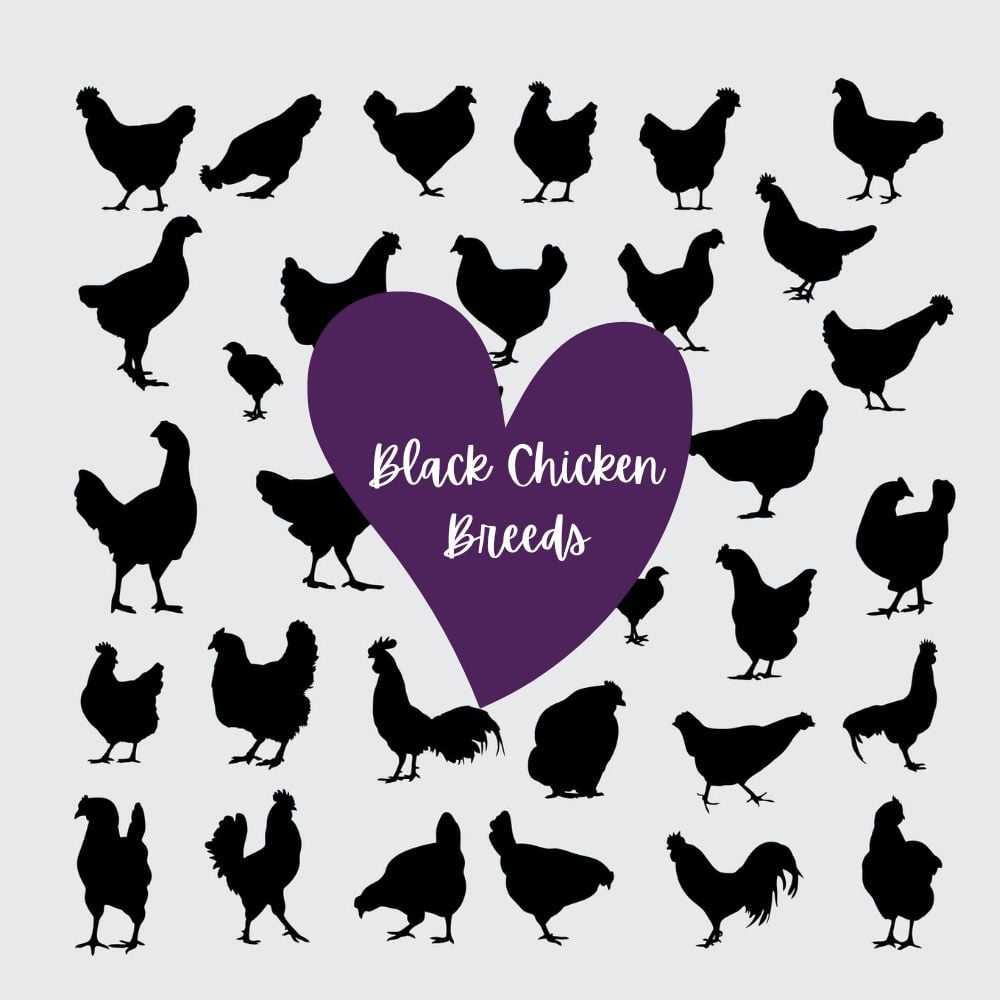 Black Chicken Breeds Silhouettes on all white background