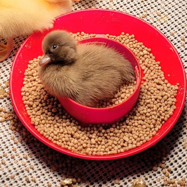 Brown Call Duck Duckling in feed dish looking really cute