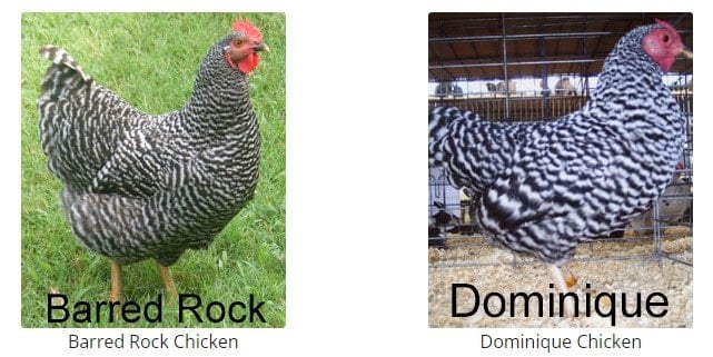 Dominique Chicken verses Barred Rock Chicken side by side photo comparison from Cackle Hatchery website