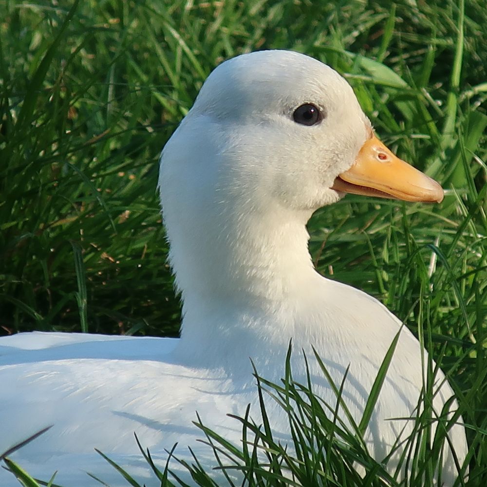 Call Duck up close profile in grass