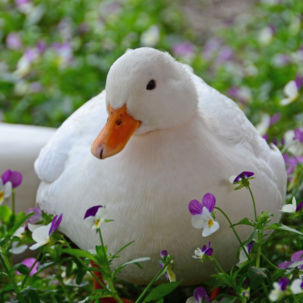 Call Duck sweetly laying in grass and little wild flowers