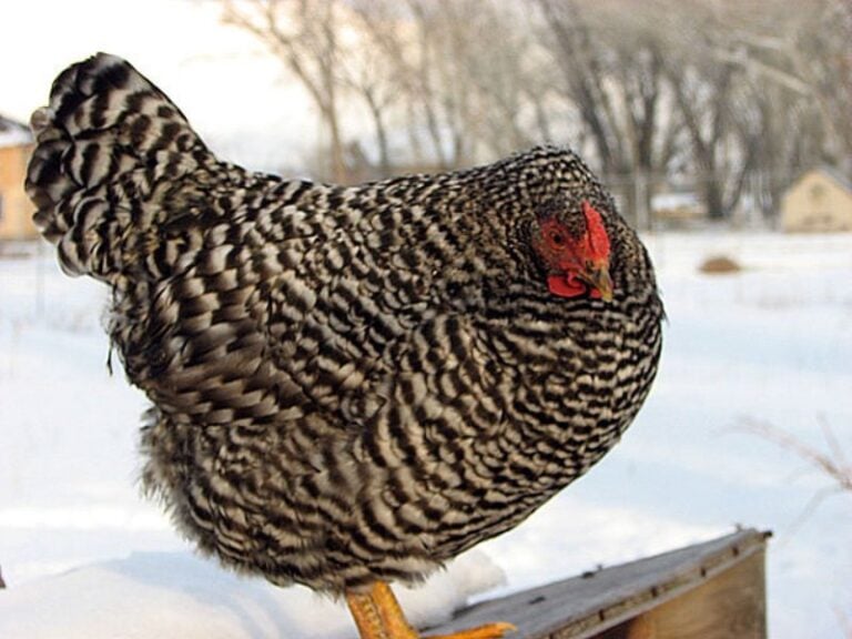 Dominique Chickens – Vintage Breed That Fared Well Through The Great Depression