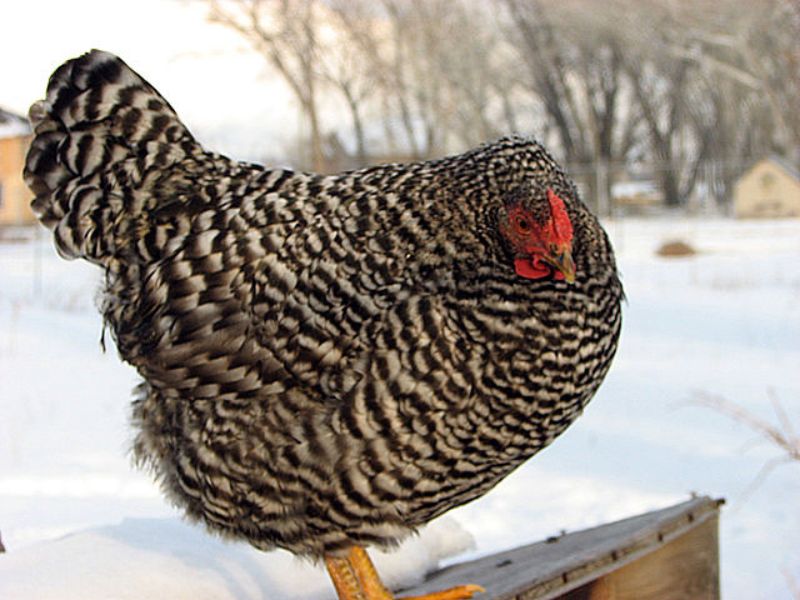 Dominique Chicken with a snowy background