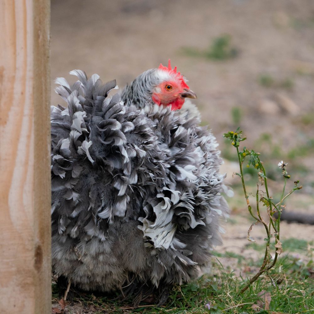 Frizzle Chicken - Blue Frizzle hen with wild flower next to her and blurred background